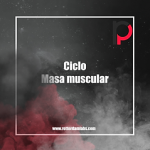 Rotterdam muscle mass cycle 6 substances